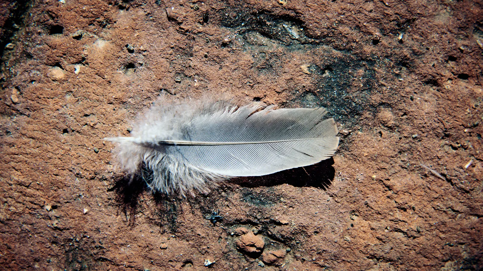 A single grey feather lying on reddish-brown earth, photographed from directly above.